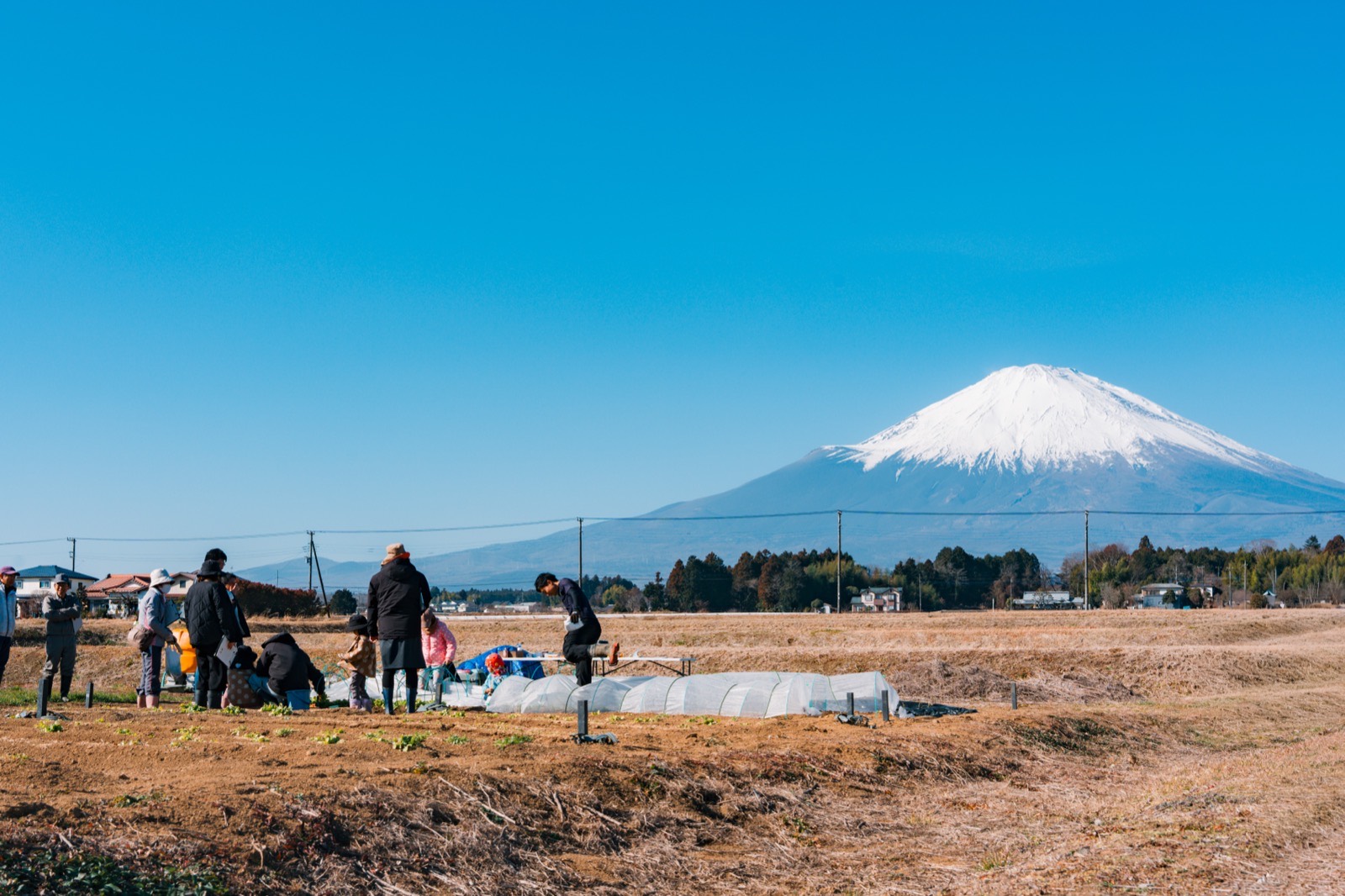 富士山を背にした畑での家族