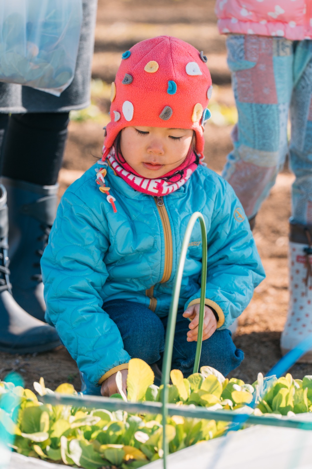 麦踏みをする子どもたち