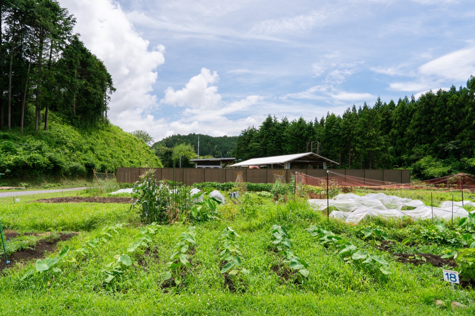 夏の水田の広がり