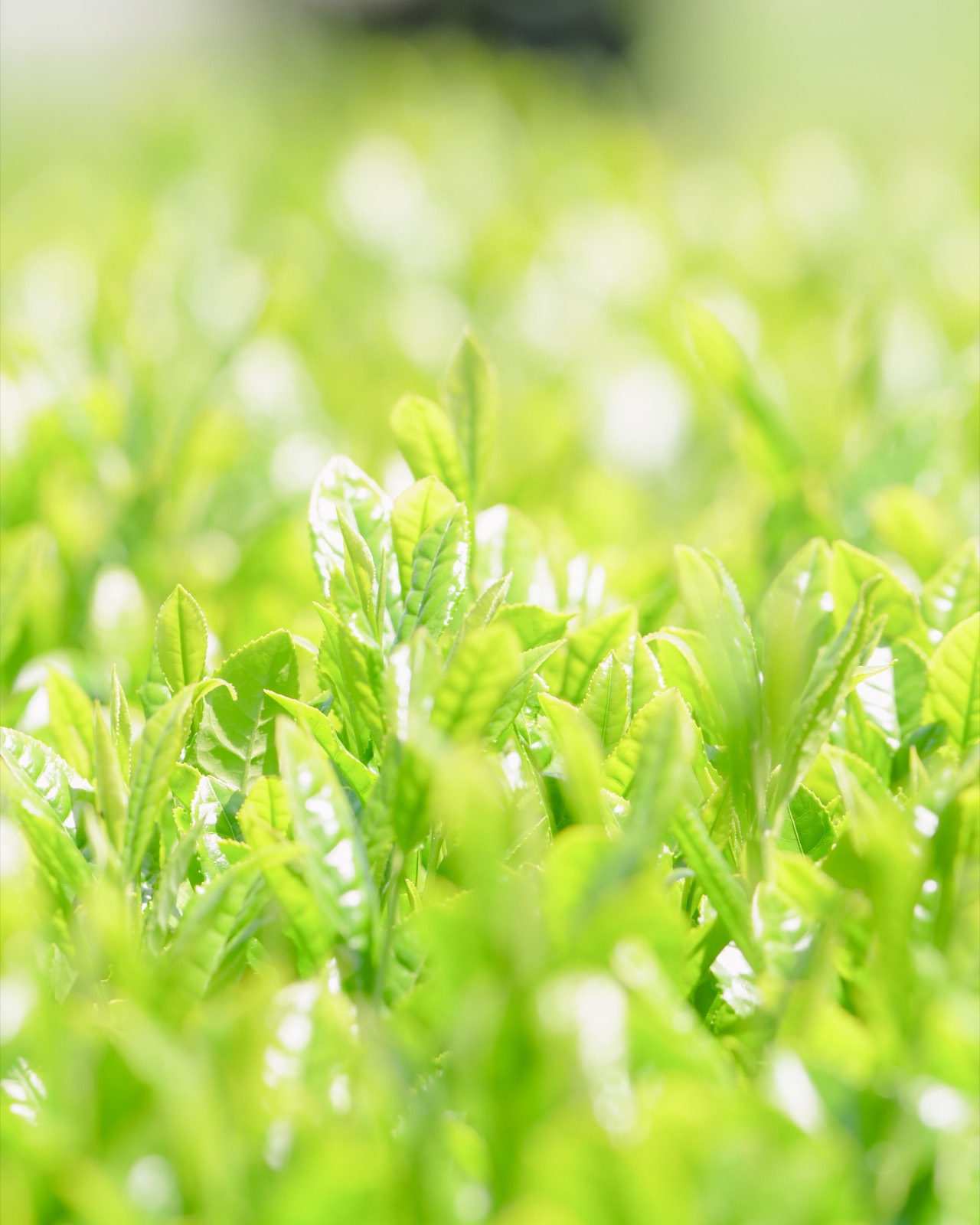 新芽が輝く茶畑